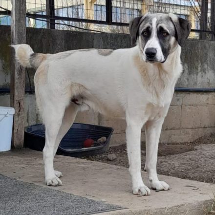 Junghund Gizmo / männlich / derzeit noch in Griechenland