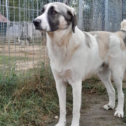 Junghund Gizmo / männlich / derzeit noch in Griechenland