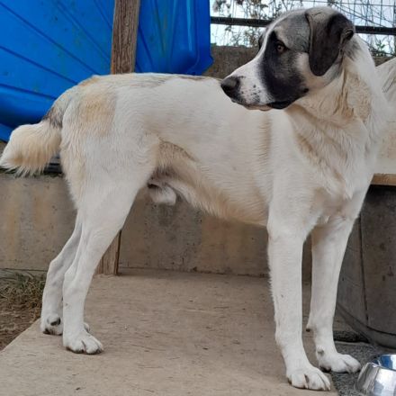 Junghund Gizmo / männlich / derzeit noch in Griechenland