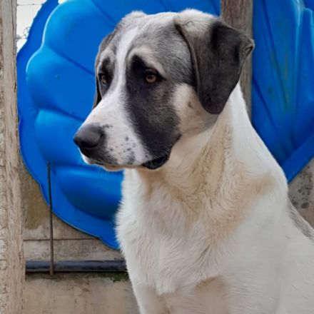 Junghund Gizmo / männlich / derzeit noch in Griechenland