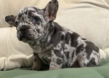 Französische Bulldogge Welpen