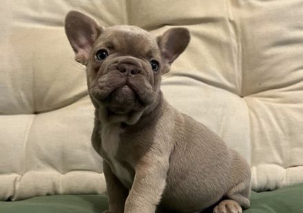 Französische Bulldogge Welpen
