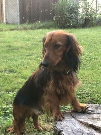 Deckrüde;Bildschöner Langhaardackel 6 Kilo, rot mit Deckhaar mit Papieren