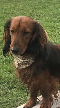 Deckrüde;Bildschöner Langhaardackel 6 Kilo, rot mit Deckhaar mit Papieren