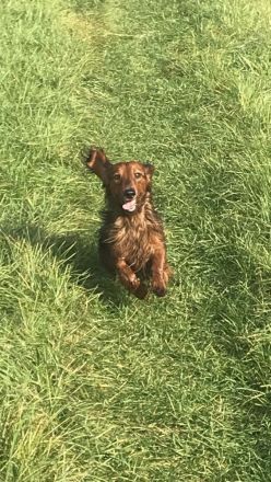 Deckrüde;Bildschöner Langhaardackel 6 Kilo, rot mit Deckhaar mit Papieren