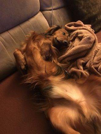 Deckrüde;Bildschöner Langhaardackel 6 Kilo, rot mit Deckhaar mit Papieren