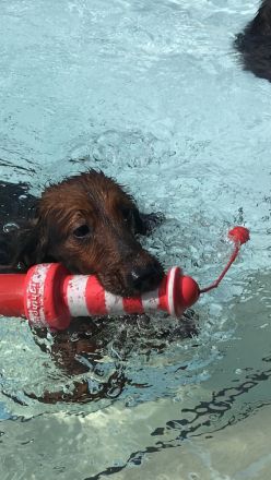 Deckrüde;Bildschöner Langhaardackel 6 Kilo, rot mit Deckhaar mit Papieren