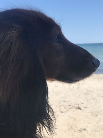 Deckrüde;Bildschöner Langhaardackel 6 Kilo, rot mit Deckhaar mit Papieren