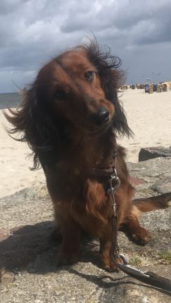 Deckrüde;Bildschöner Langhaardackel 6 Kilo, rot mit Deckhaar mit Papieren