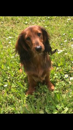 Deckrüde;Bildschöner Langhaardackel 6 Kilo, rot mit Deckhaar mit Papieren