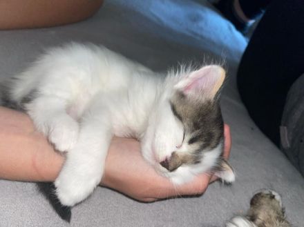 Norwegische Waldkatzen Mischlinge