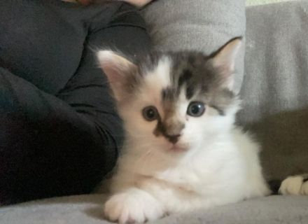 Norwegische Waldkatzen Mischlinge