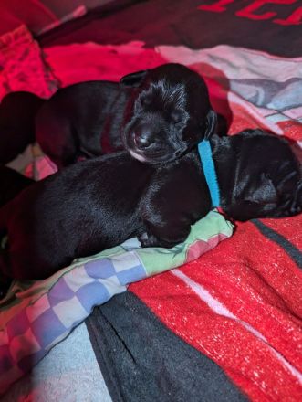 6 Zuckersüße Welpen suchen noch ein Zuhause