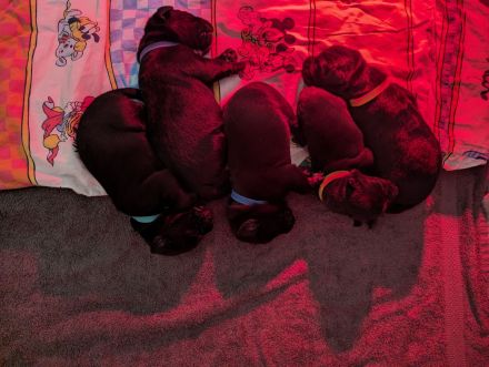 6 Zuckersüße Welpen suchen noch ein Zuhause