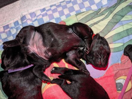 6 Zuckersüße Welpen suchen noch ein Zuhause