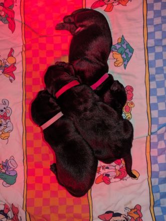 6 Zuckersüße Welpen suchen noch ein Zuhause