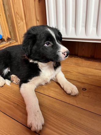 Border Collie Welpe (Hündin)