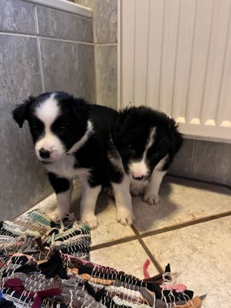 Border Collie Welpe (Hündin)