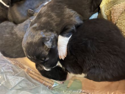 Border Collie Welpe (Hündin)