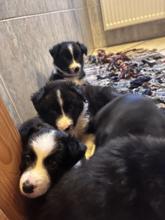 Border Collie Welpe (Hündin)