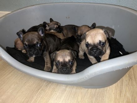 Französische Bulldogge