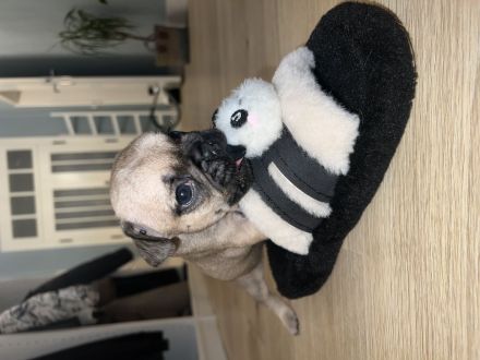 Französische Bulldogge