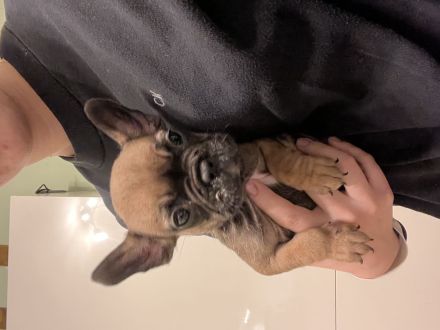 Französische Bulldogge
