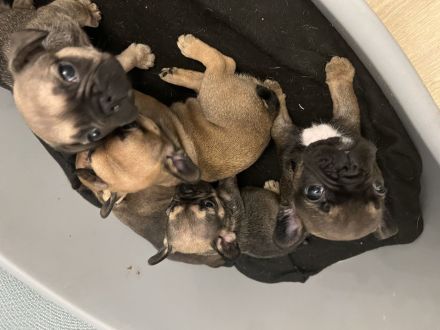 Französische Bulldogge