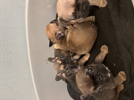 Französische Bulldogge
