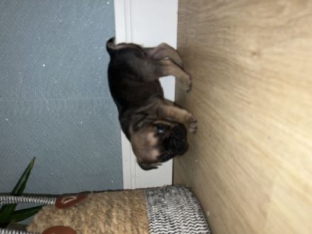 Französische Bulldogge