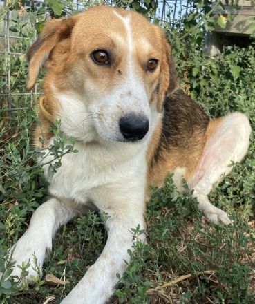 Katja, geb. ca. 12/2019, lebt in GRIECHENLAND, im städt. Tierheim Serres