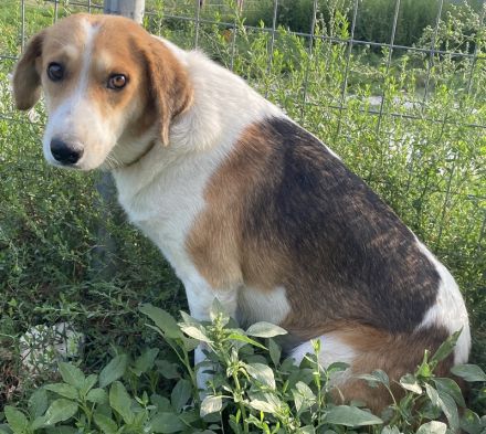 Katja, geb. ca. 12/2019, lebt in GRIECHENLAND, im städt. Tierheim Serres