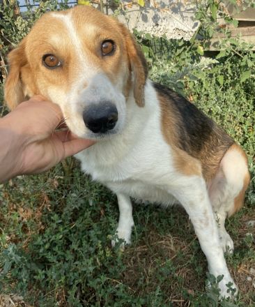 Katja, geb. ca. 12/2019, lebt in GRIECHENLAND, im städt. Tierheim Serres