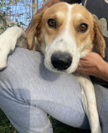 Katja, geb. ca. 12/2019, lebt in GRIECHENLAND, im städt. Tierheim Serres