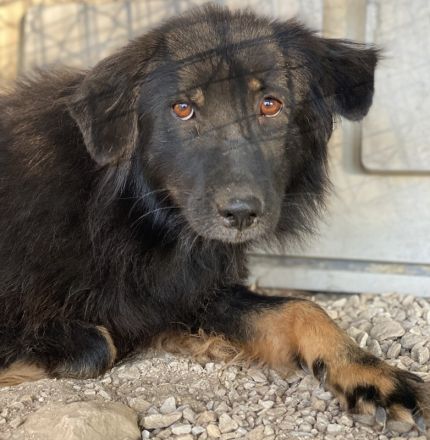 Kayra, geb. ca. 09/2018, lebt in GRIECHENLAND, im städt. Tierheim Serres