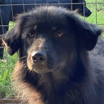 Kayra, geb. ca. 09/2018, lebt in GRIECHENLAND, im städt. Tierheim Serres