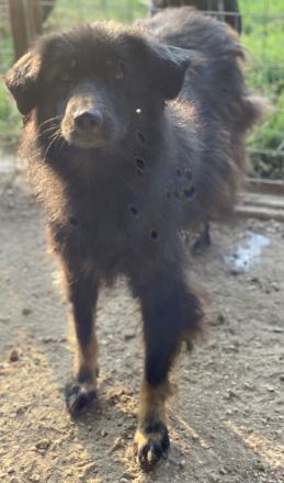 Kayra, geb. ca. 09/2018, lebt in GRIECHENLAND, im städt. Tierheim Serres