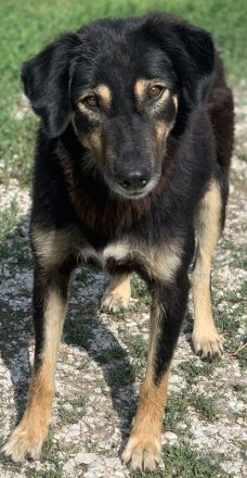 Lavinia, geb. ca. 06/2019, lebt in GRIECHENLAND, im städt. Tierheim Serres