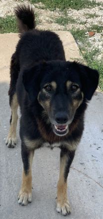 Lavinia, geb. ca. 06/2019, lebt in GRIECHENLAND, im städt. Tierheim Serres