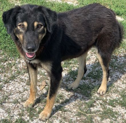 Lavinia, geb. ca. 06/2019, lebt in GRIECHENLAND, im städt. Tierheim Serres