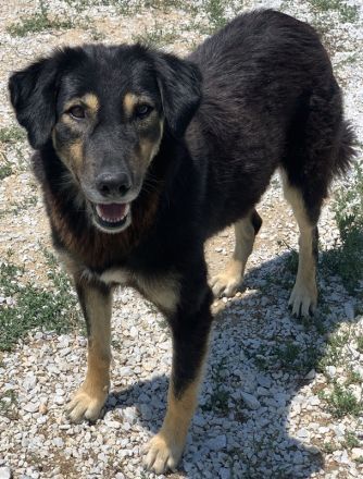 Lavinia, geb. ca. 06/2019, lebt in GRIECHENLAND, im städt. Tierheim Serres