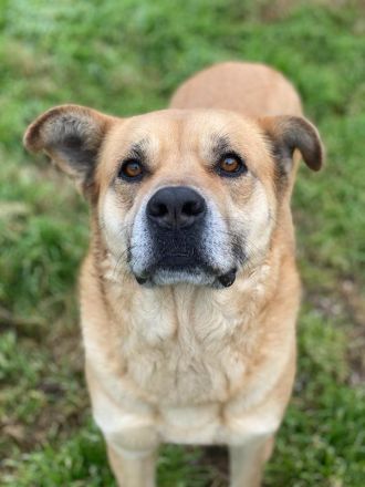 Macarena, geb. ca. 06/2019, lebt in GRIECHENLAND, im städt. Tierheim Serres