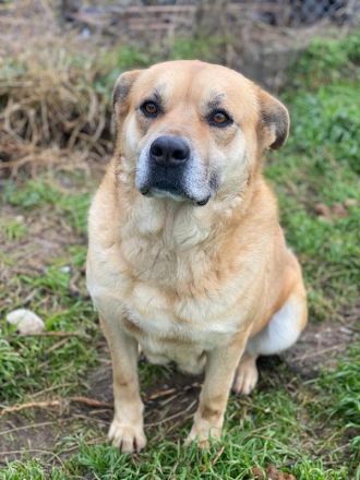 Macarena, geb. ca. 06/2019, lebt in GRIECHENLAND, im städt. Tierheim Serres