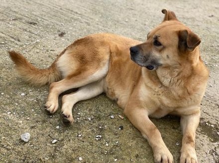 Macarena, geb. ca. 06/2019, lebt in GRIECHENLAND, im städt. Tierheim Serres