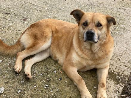 Macarena, geb. ca. 06/2019, lebt in GRIECHENLAND, im städt. Tierheim Serres