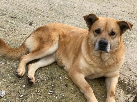 Macarena, geb. ca. 06/2019, lebt in GRIECHENLAND, im städt. Tierheim Serres