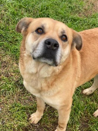 Macarena, geb. ca. 06/2019, lebt in GRIECHENLAND, im städt. Tierheim Serres