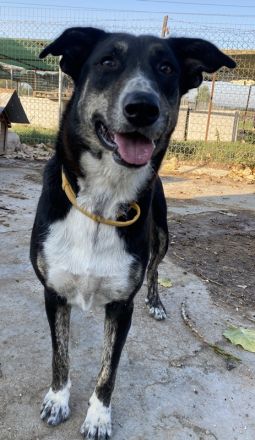 Mareen, geb. 12/2017, lebt in GRIECHENLAND, im städt. Tierheim Serres