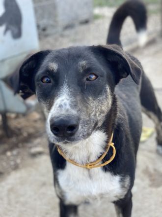 Mareen, geb. 12/2017, lebt in GRIECHENLAND, im städt. Tierheim Serres