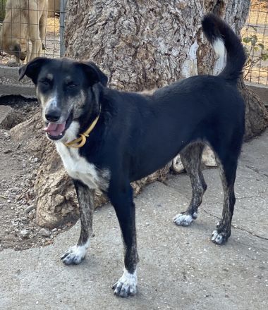 Mareen, geb. 12/2017, lebt in GRIECHENLAND, im städt. Tierheim Serres